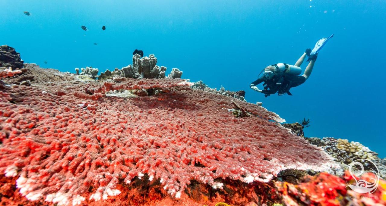 Oceans 5 Dive Resort Gili Air Extérieur photo